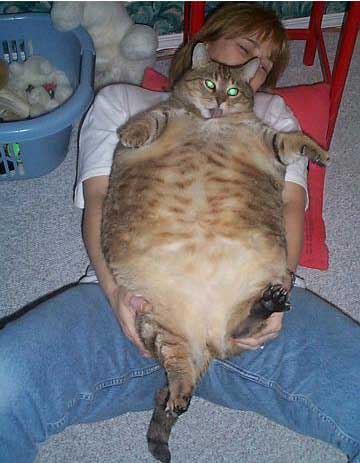 THIS IS A FAT CAT
